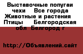 Выставочные попугаи чехи  - Все города Животные и растения » Птицы   . Белгородская обл.,Белгород г.